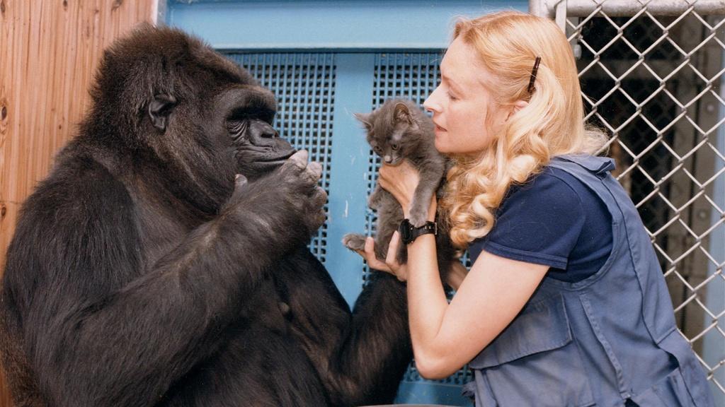 Penny Patterson and Koko. Penny signing to Koko. Koko’s trailer.