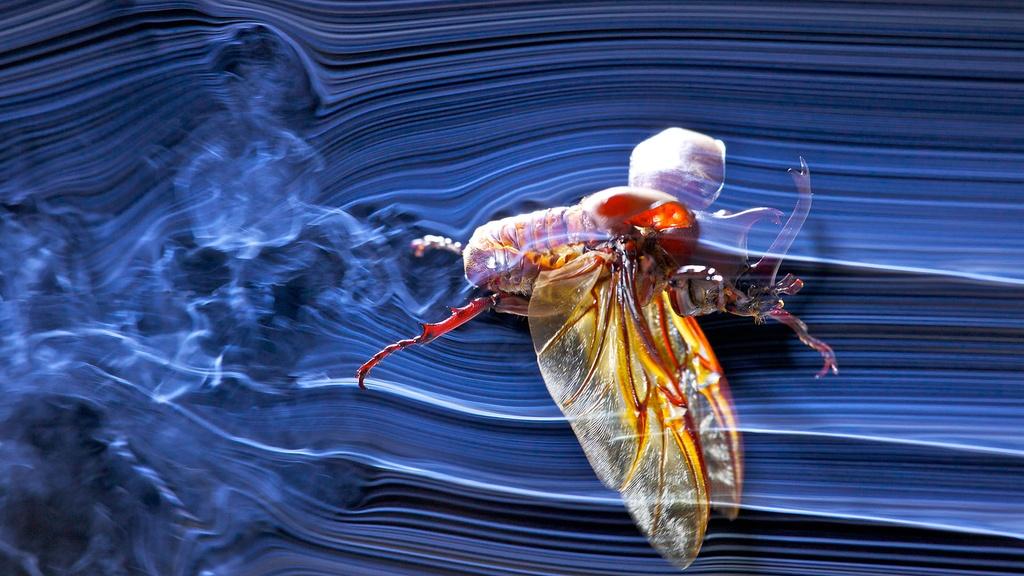 A wind tunnel highlights the movement of air around a flying Japanese rhinoceros beetle.