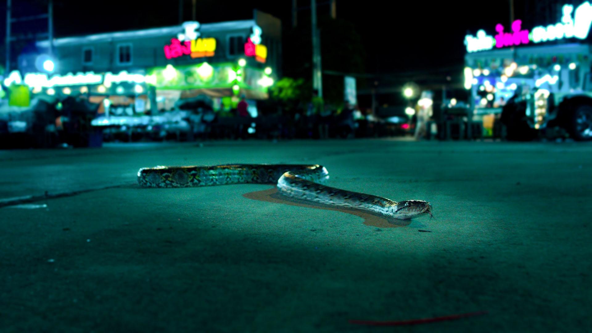 Photo of python 