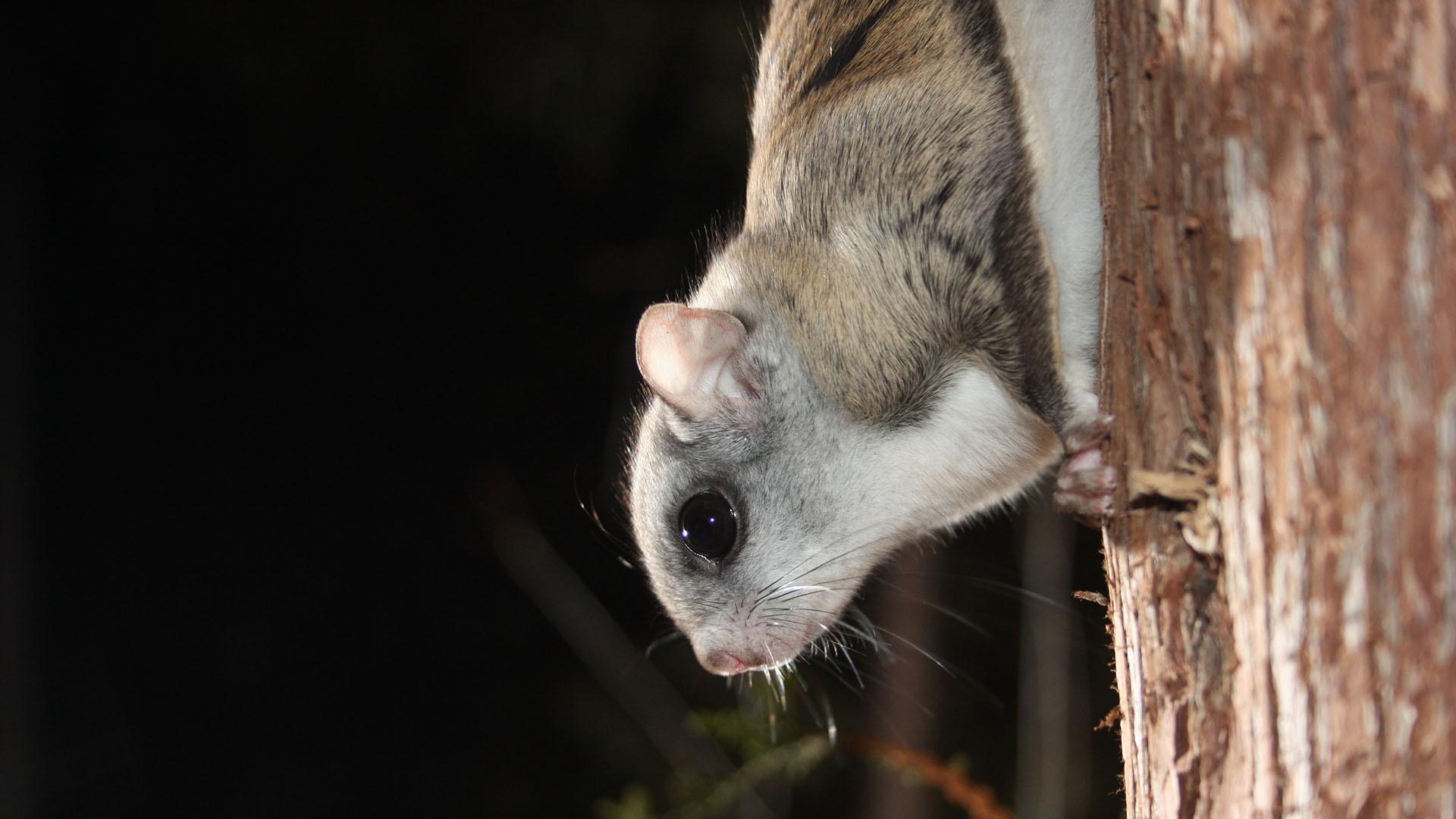 A Northern Flying squirrel prepares to fly between trees in a search for food in the forest.
