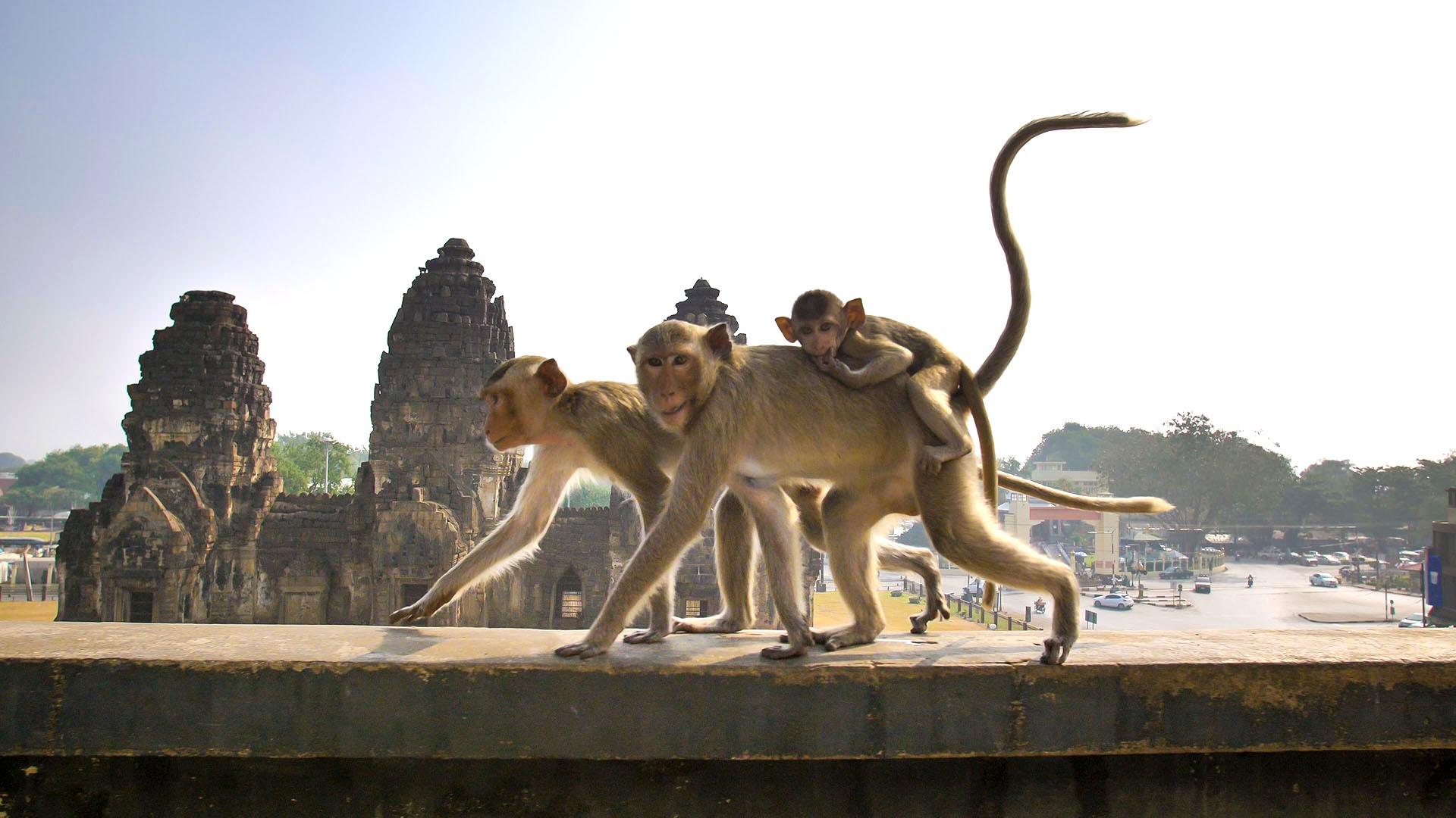 Closeup image of long-tailed macaques