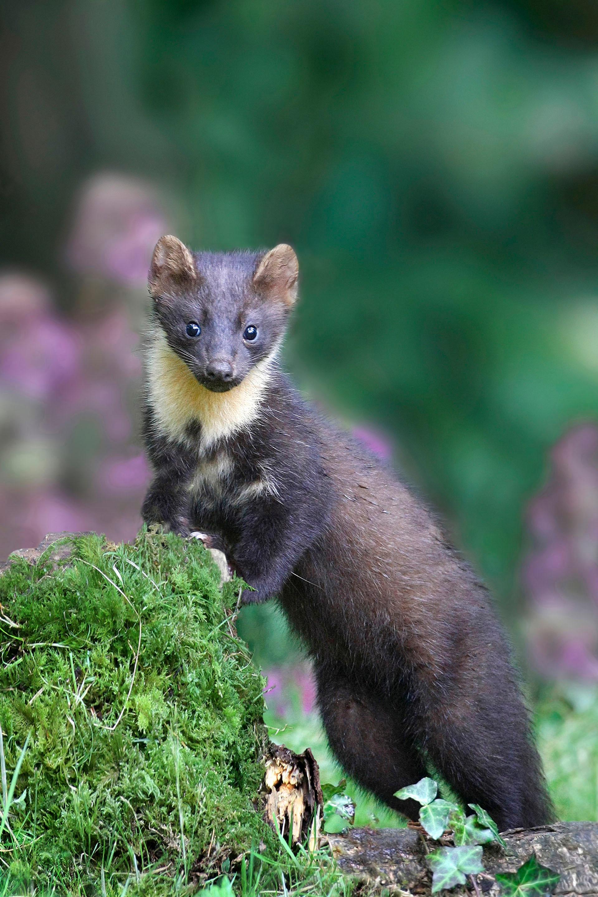 Once rare in Ireland, the Pine Marten has made a resurgence in recent years.