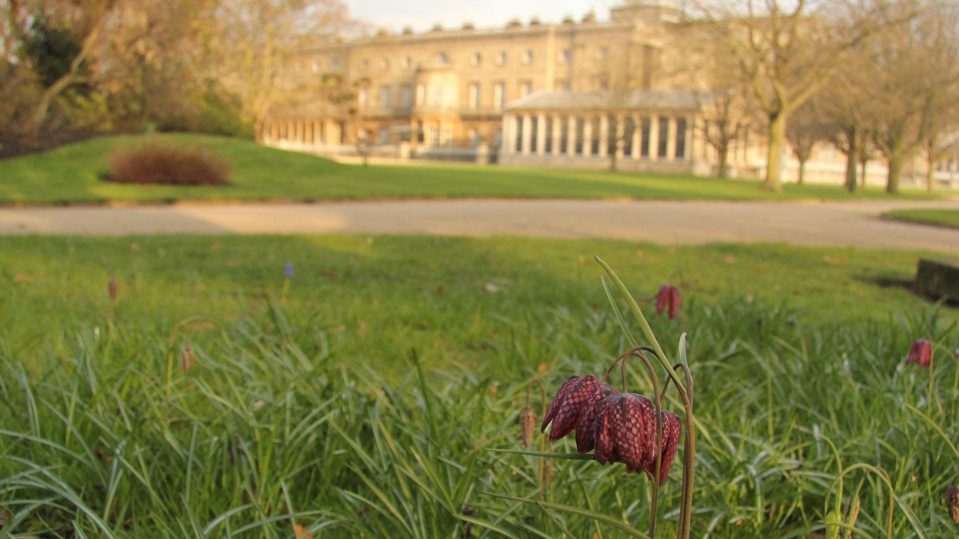 Buckingham Palace with spring flowers (Fritillaries) in the foreground.