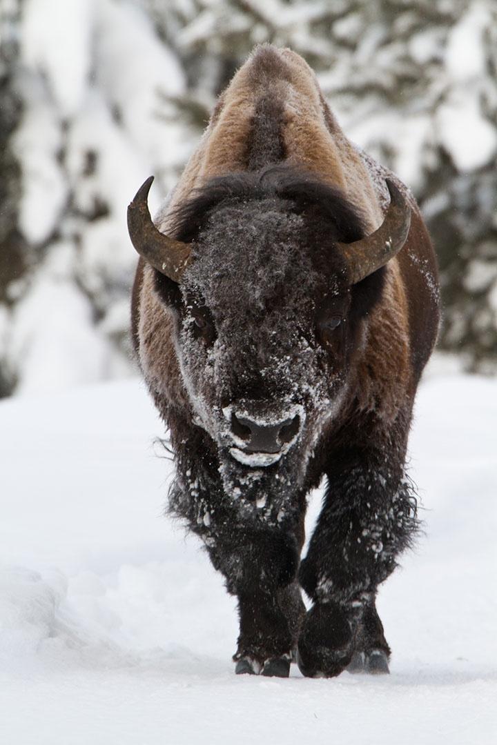 A huge bison walking in snow.