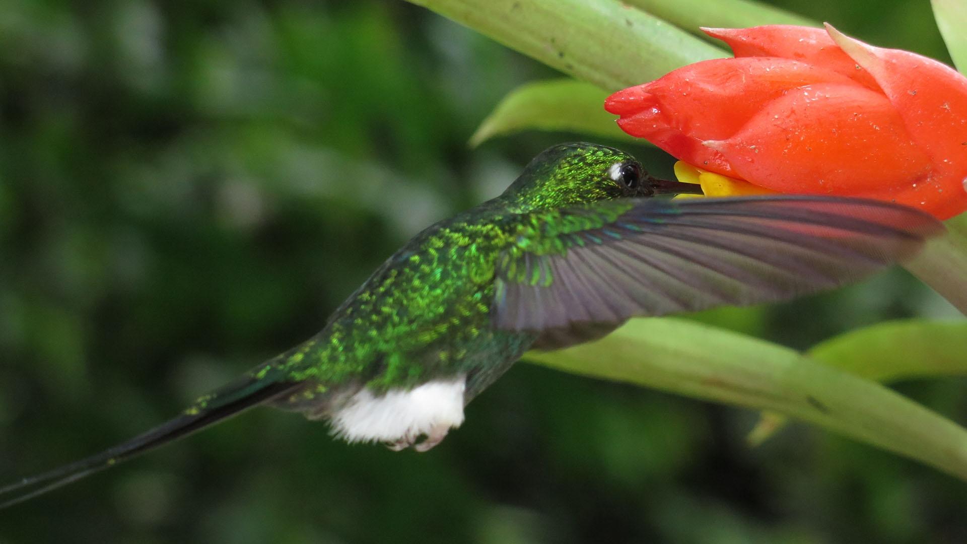 Hovering allows a booted racket-tailed hummingbird to maneuver its beak with surgical precision.