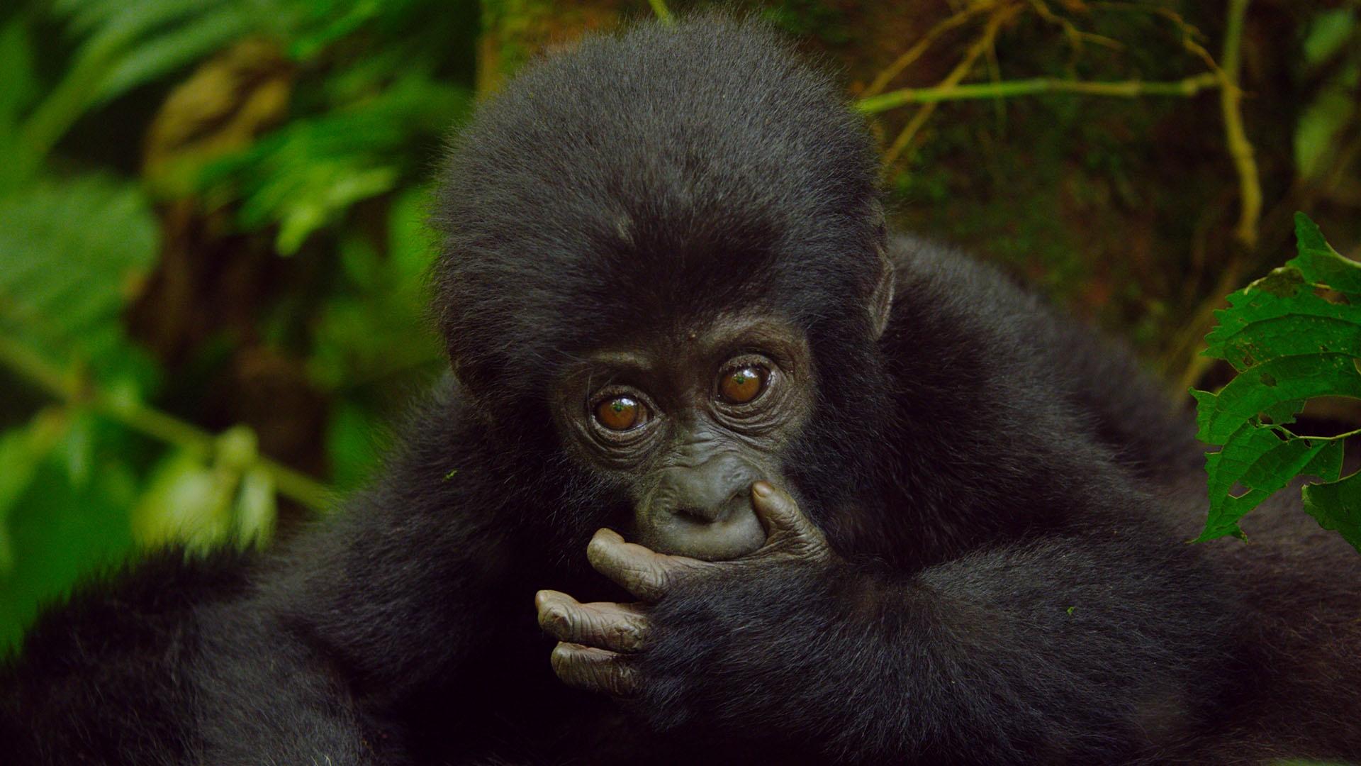 Closeup image of baby mountain gorilla