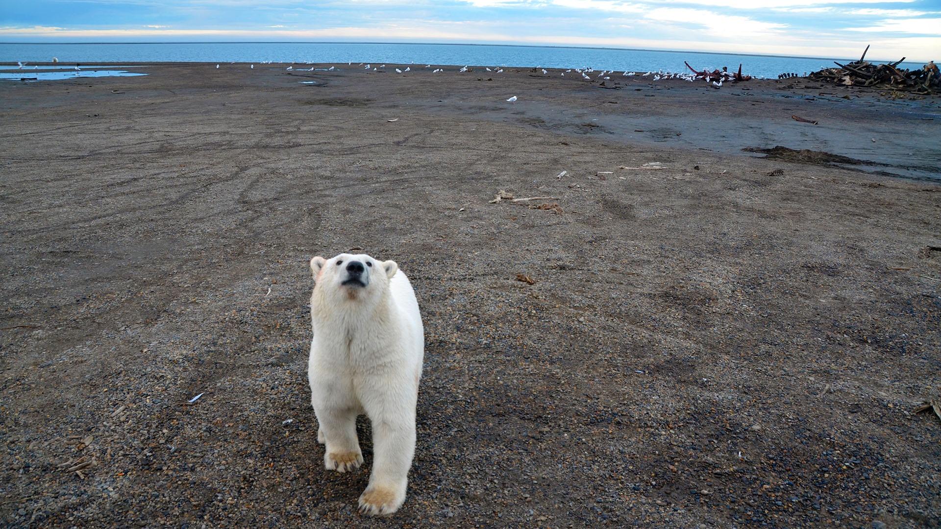 A curious polar bear approaches the camera with Bone Pile in background.