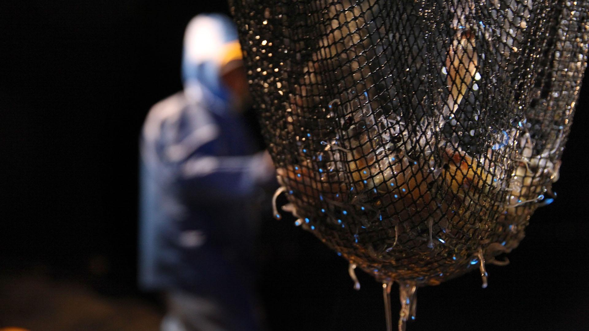 Elements: A net full of firefly squid, Watasenia scintillans, caught in Toyama Bay, Japan.