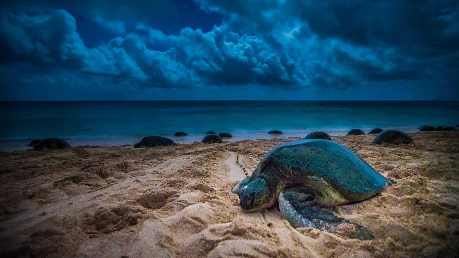 A green sea turtle climbs up the beach of Raine Island to lay her eggs.