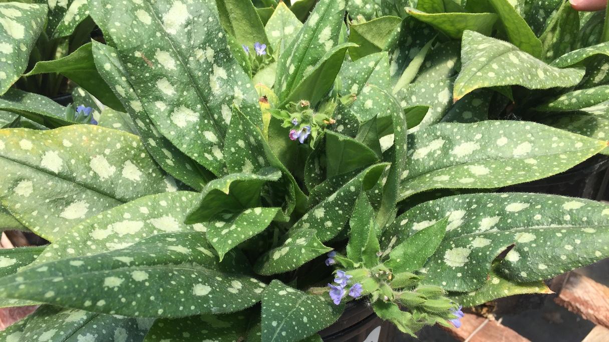 Prairie Yard & Garden | PBS