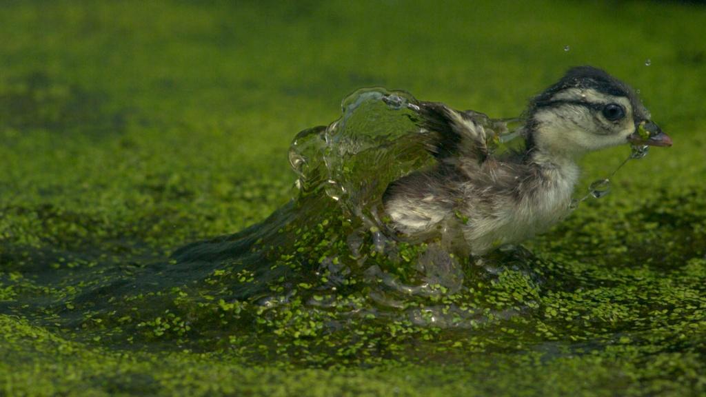 A Carolina Wood duck leaps from its nest into the swamp below on the day it hatches.