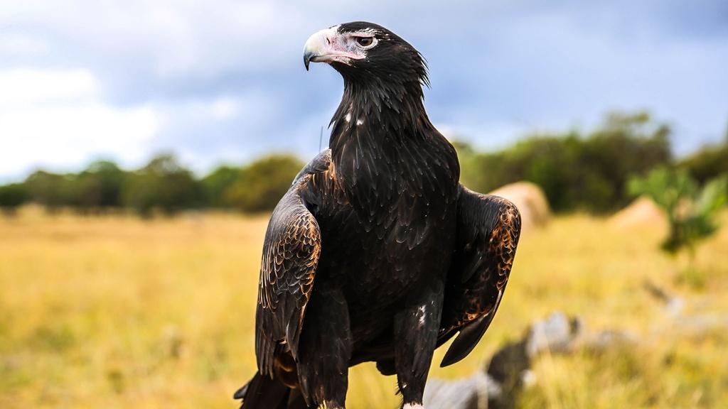 Closeup image of eagle sitting on branch.