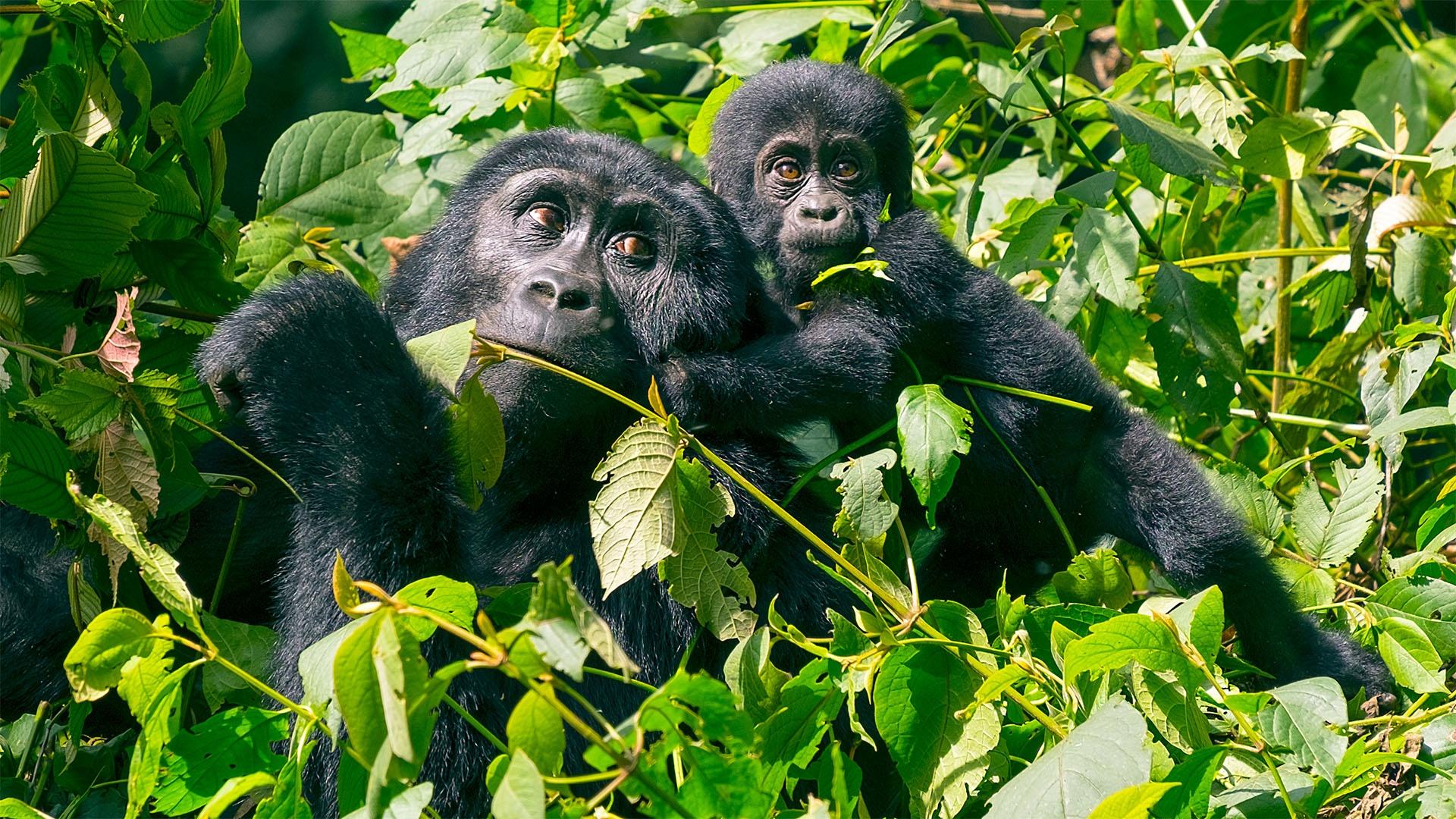 Image of mountain gorilla baby and mother