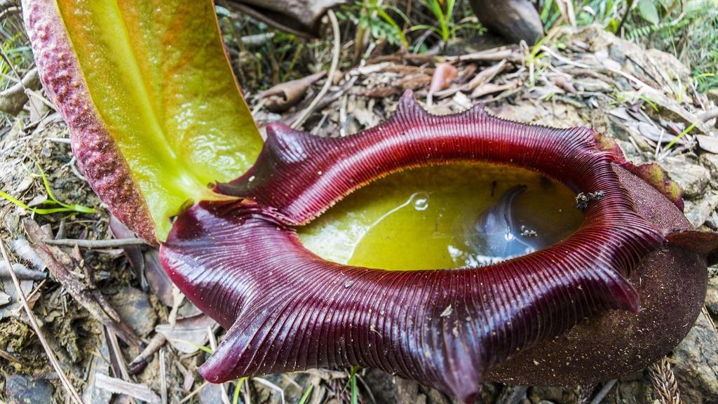 Pitcher plant.