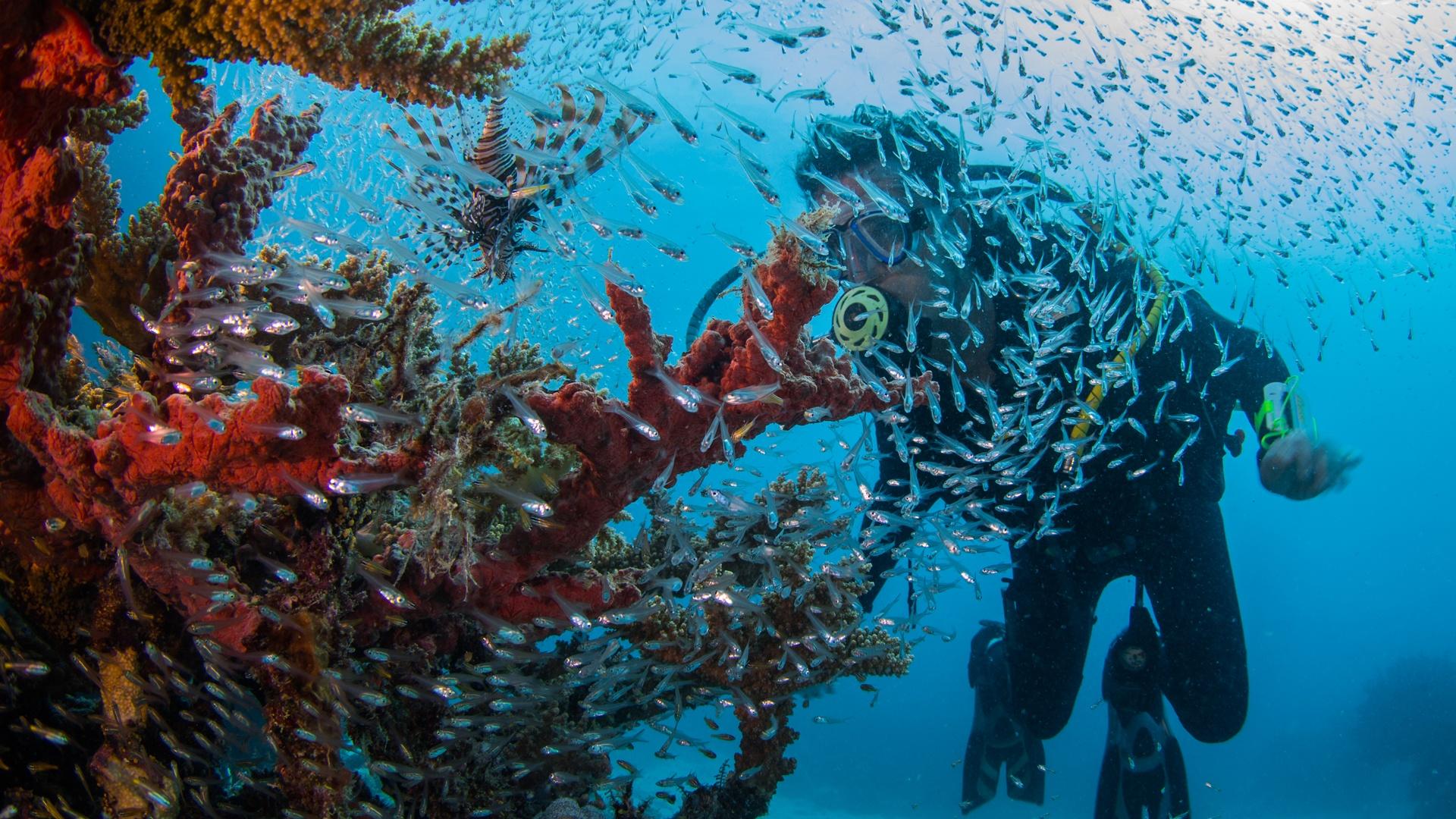 Commercial dive instructor, Paddy Colwell, observes a Lionfish amid coral on the Great Barrier Reef.