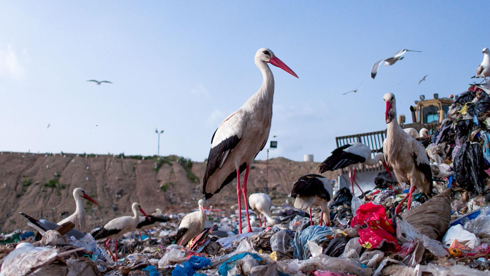 Image of white storks in a landfill site