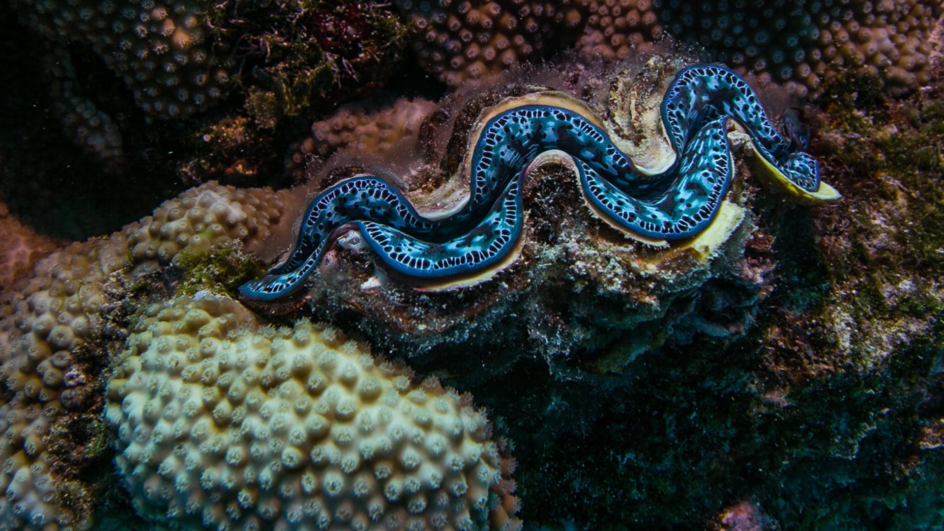A giant clam nestled amongst coral on the Great Barrier Reef.