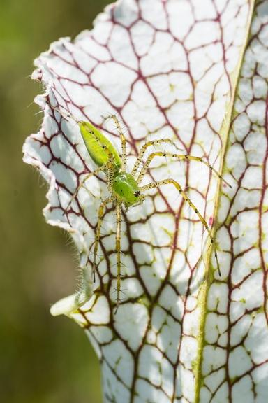 Green lynx spider on white-topped pitcher, Alabama, USA.