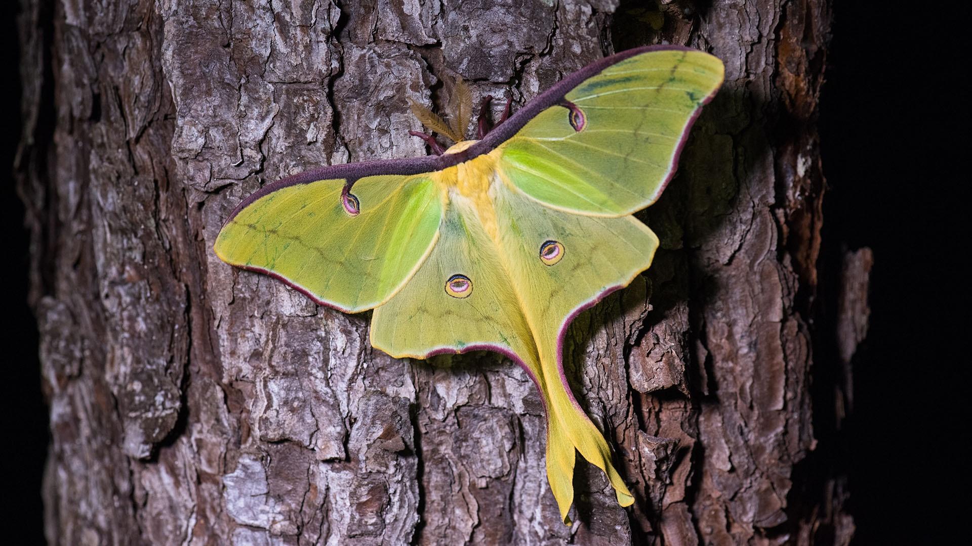 A Luna Moth rests briefly on a tree along Florida’s Apalachicola River.