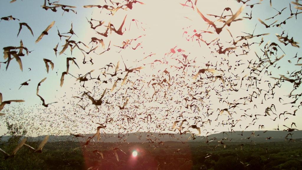 Millions of Brazilian free-tailed bats emerge from their cave roost to hunt.