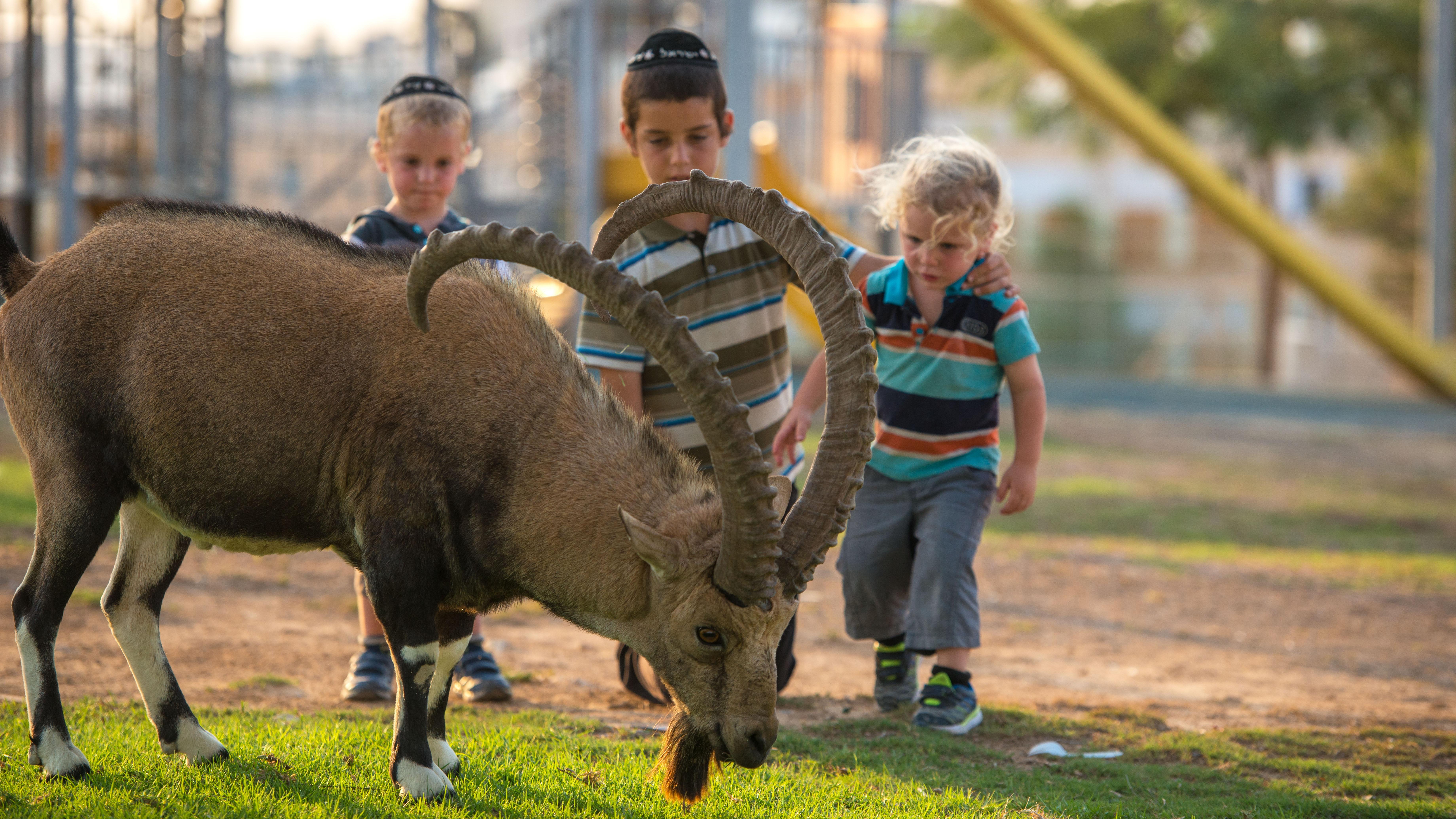 Closeup image of ibex and children.
