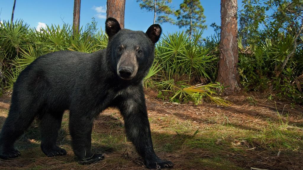 A Florida black bear curiously studies a remote camera in the wilderness of Central Florida.