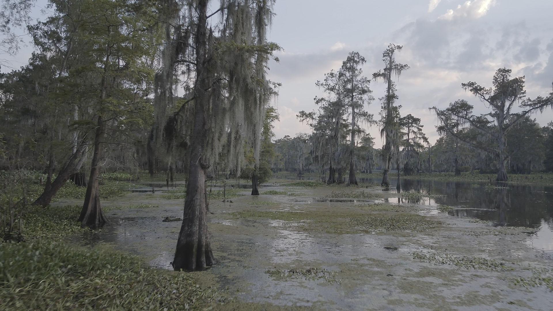 The Atchafalaya Swamp in Louisiana.
