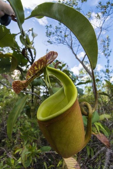 Pitcher plant in Sarawak, Borneo.