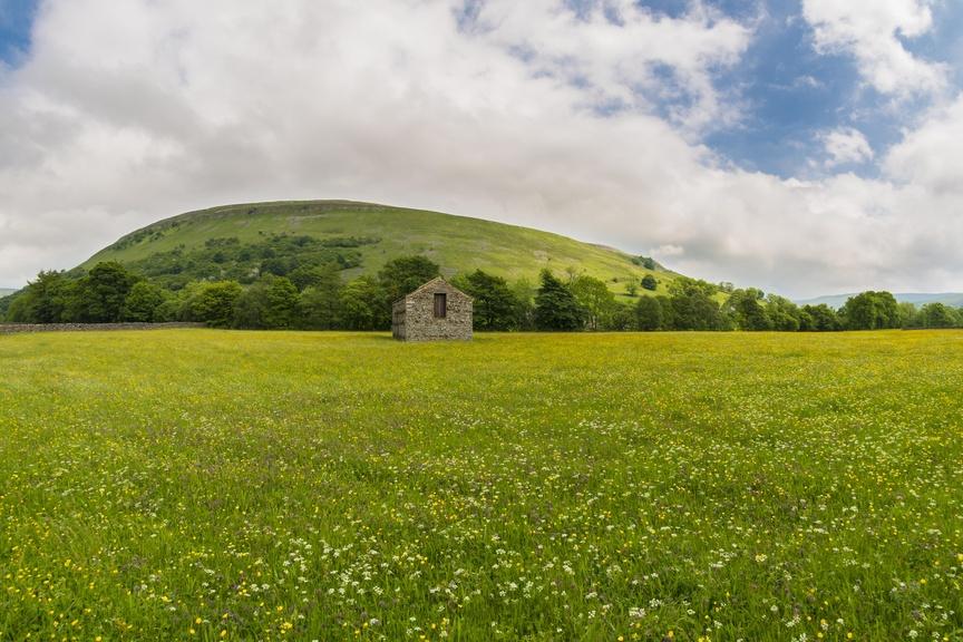 Malvern Hills, summer grassland. Malvern, Worcestershire.