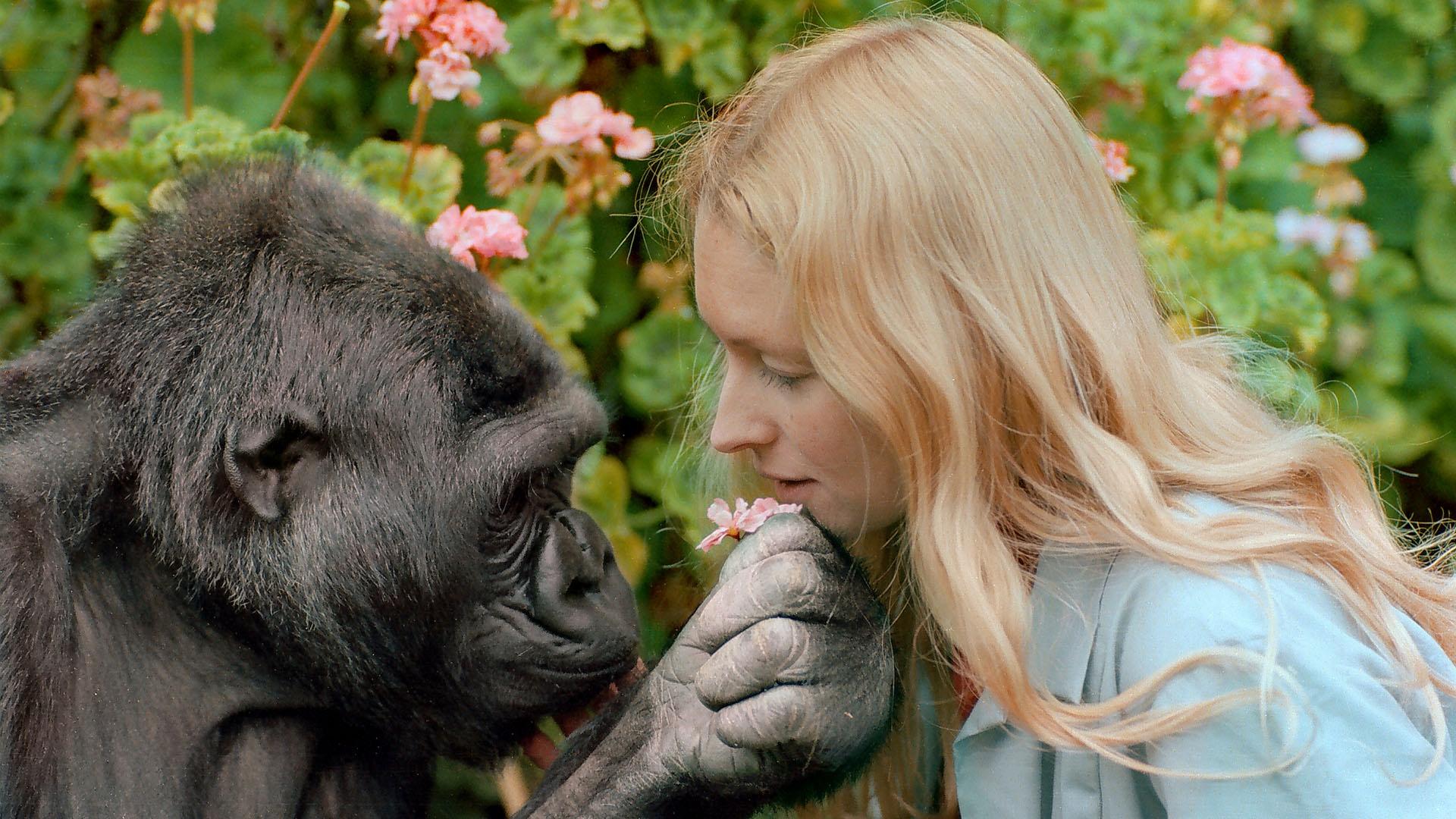 Koko - The Gorilla Who Talks | PBS