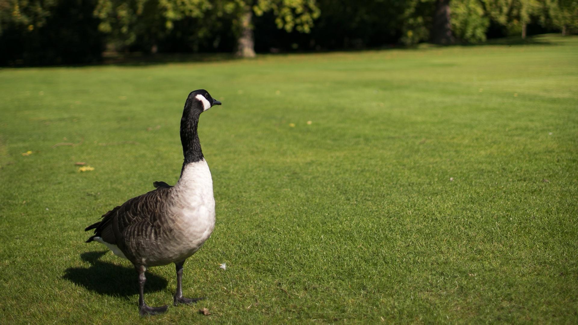 Canada Goose on the lawn at Buckingham Palace.