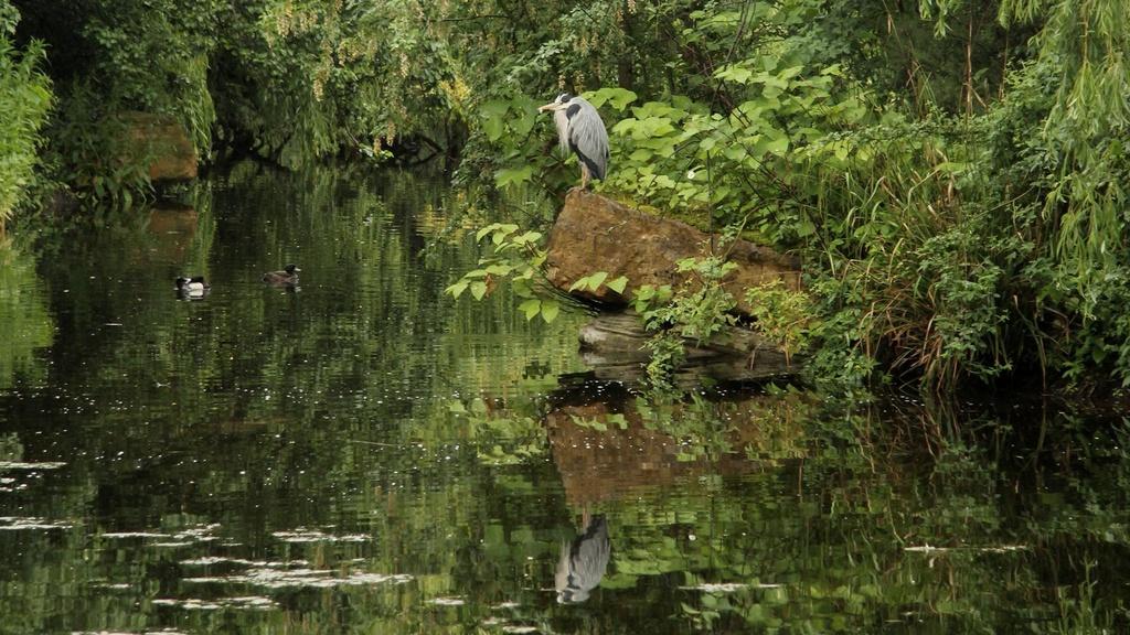 Heron by the lake at Buckingham Palace.