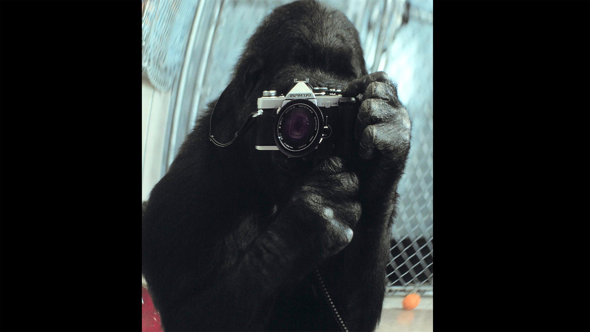 Koko taking a picture of herself in the mirror.