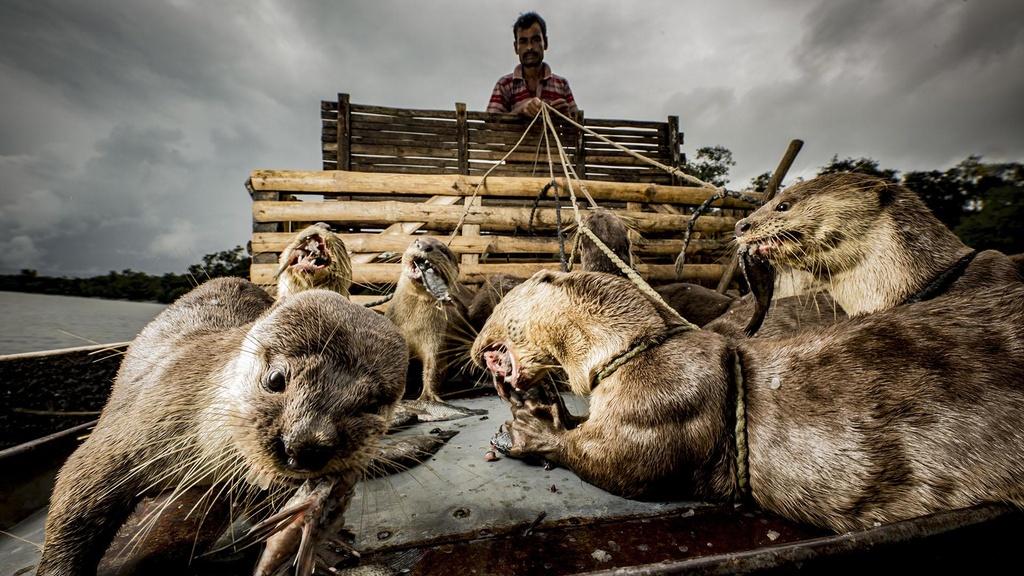Closeup image of otters eating fish.