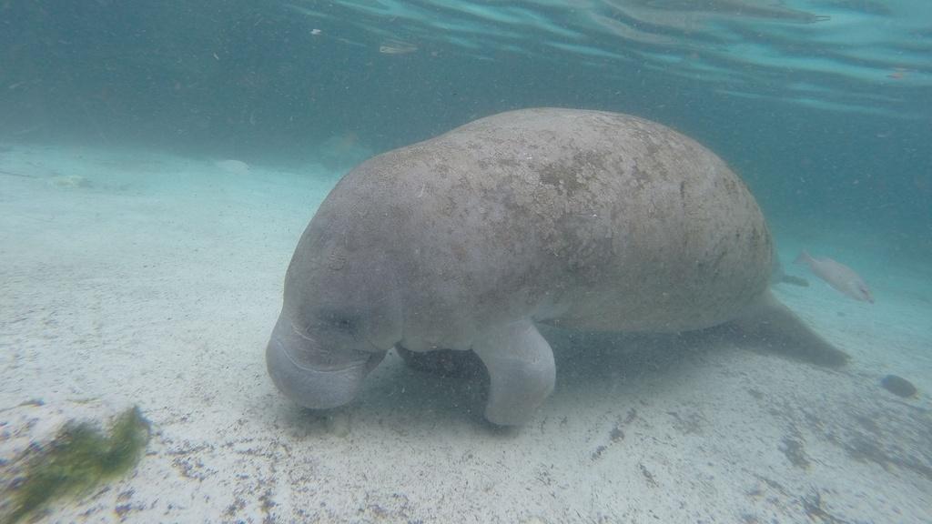 Shape: Manatees gather near the warm water outlet of a power station in Florida, USA.