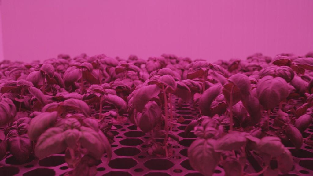 Plants at Green Sense Vertical Farm, America’s largest indoor, commercial, vertical farm.