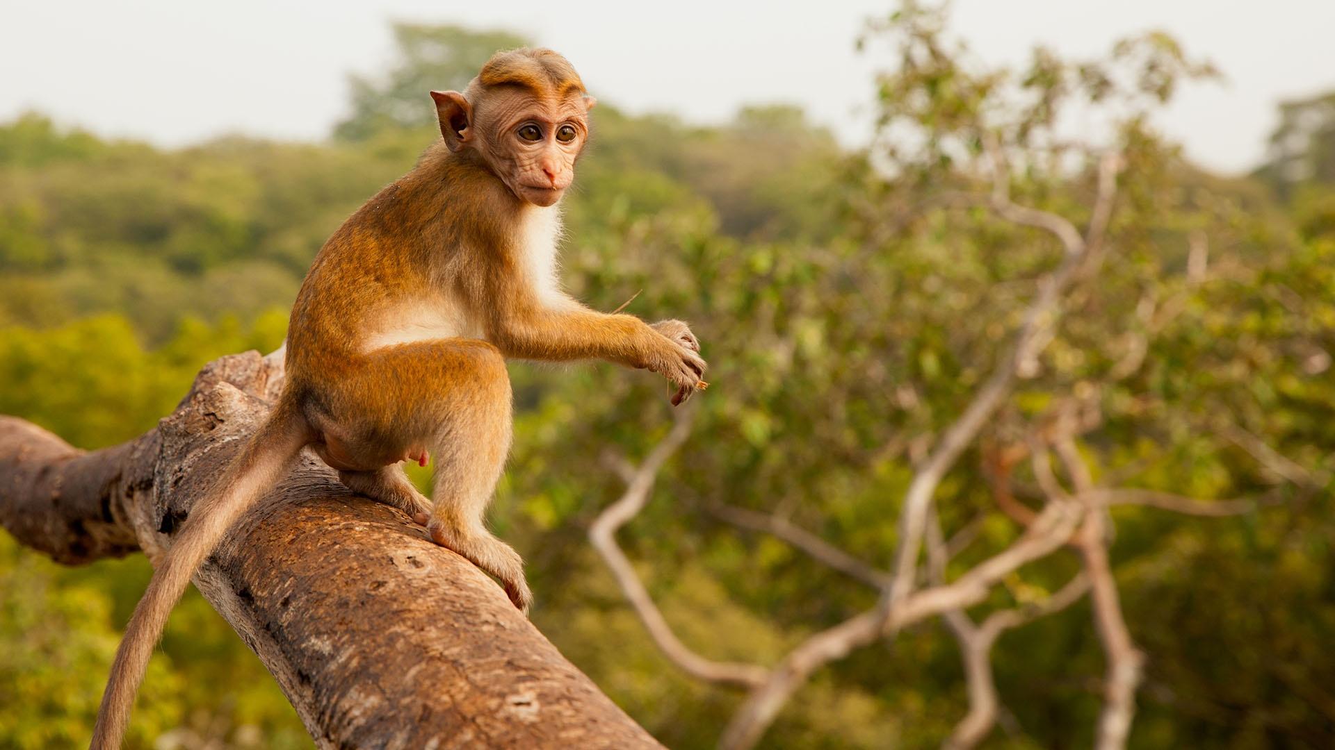 Image of toque macaque, Jazir