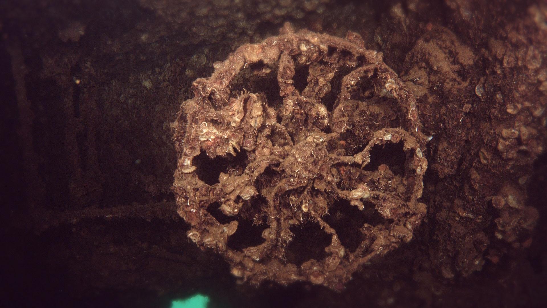 A fan within the USS Arizona, encrusted with marine growth. 