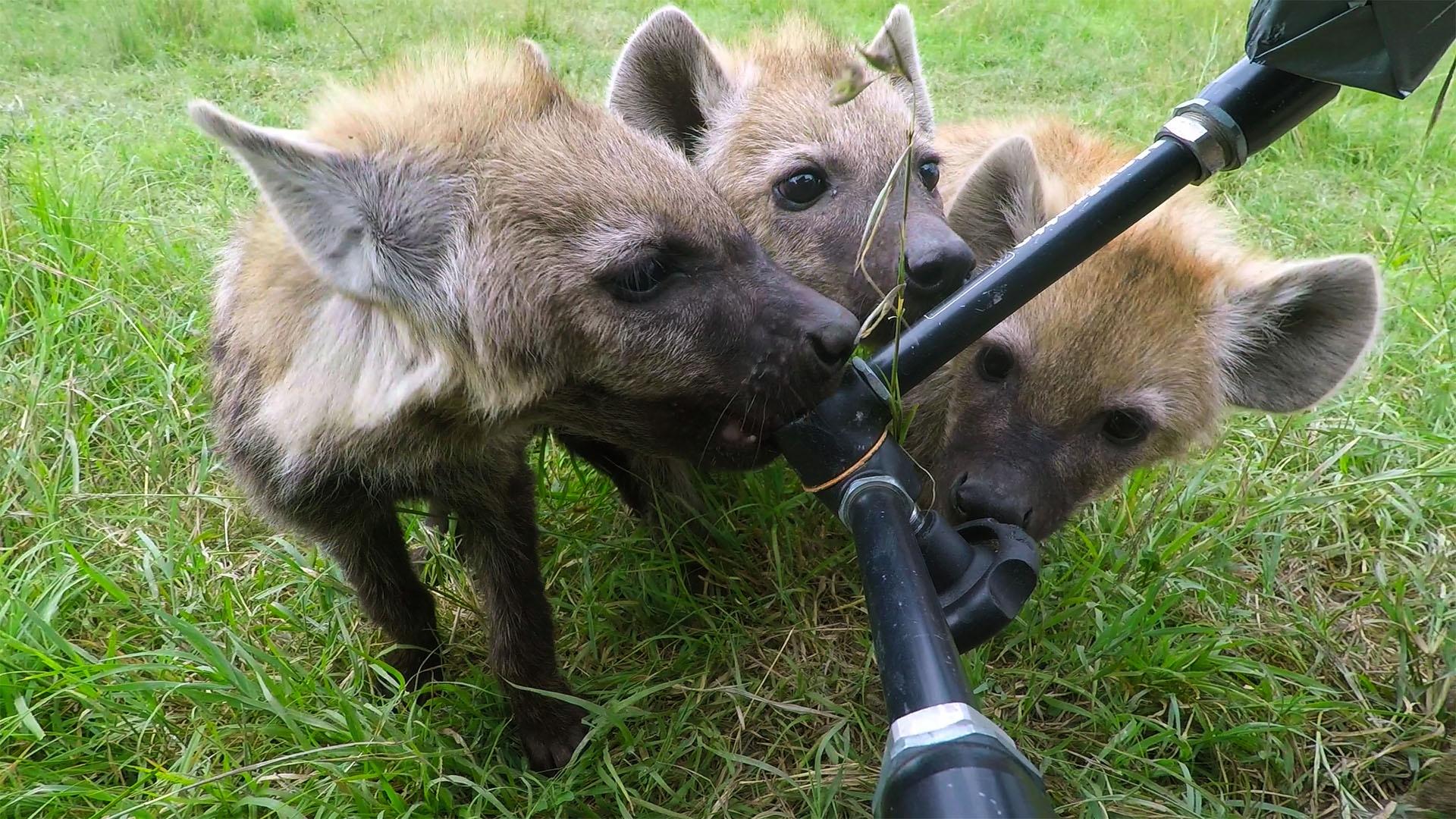 Image of three hyena cubs investigating camera