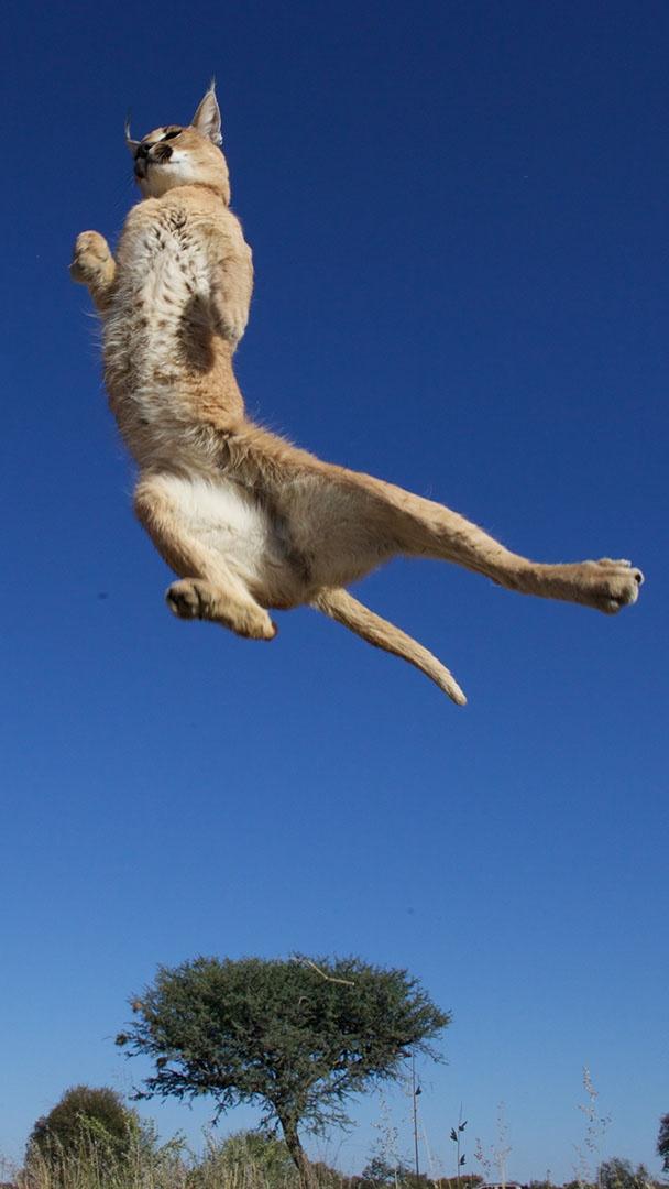 Alex, an orphaned caracal, demonstrates her incredible vertical leap, used to catch birds in flight.