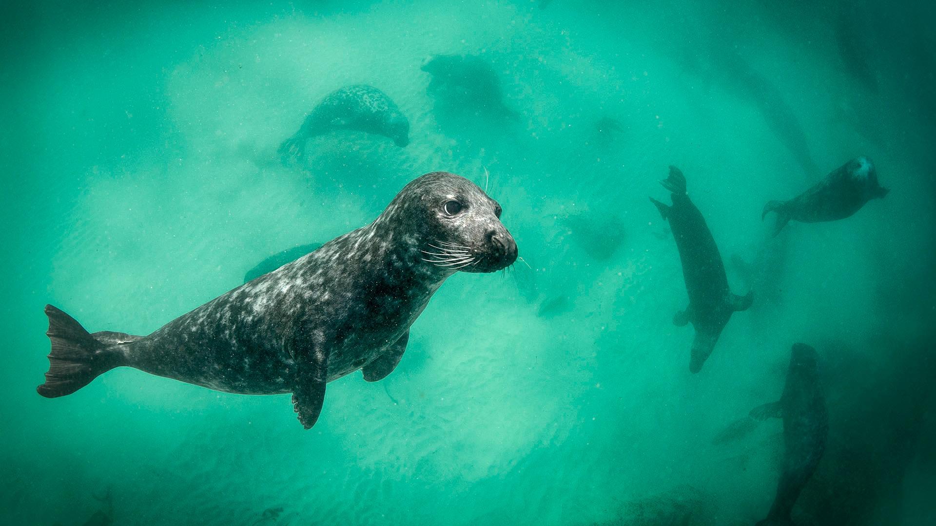 Curious Grey Seal off the Blasket Islands.