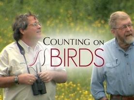 Counting On Birds
