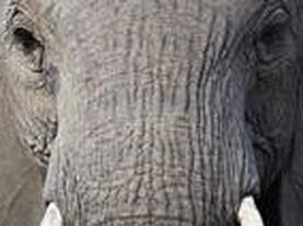 Inside Animal Minds Nova Pbs