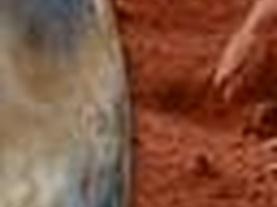 Is There Life on Mars?