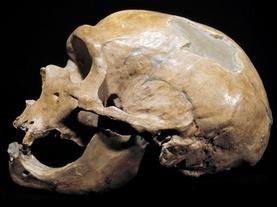 Are Neanderthals Human?