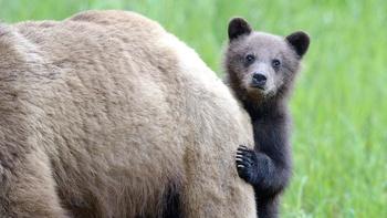 Animal Babies