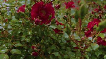 P. Allen Smith's Garden Home