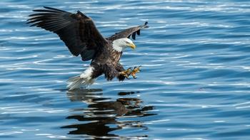 The Eagles of Decorah