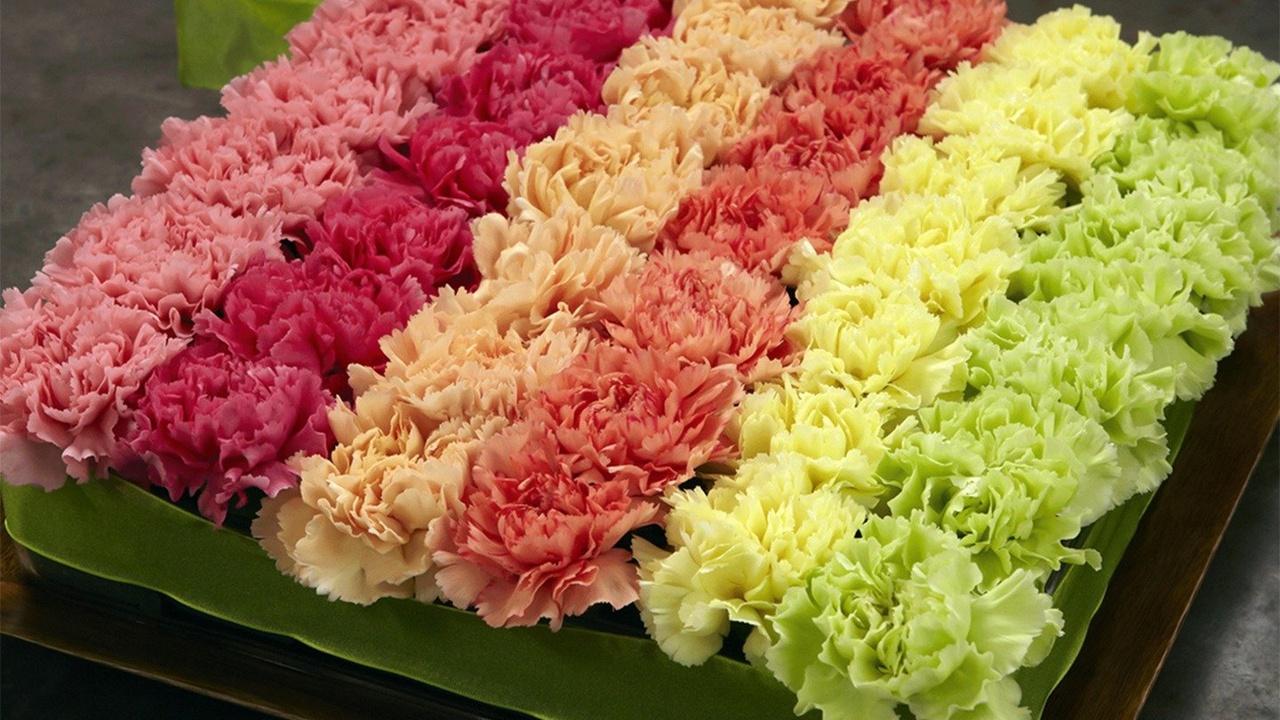 J Schwanke's Life in Bloom Carnations, Family & Flowers