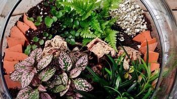 J Schwanke's Life in Bloom